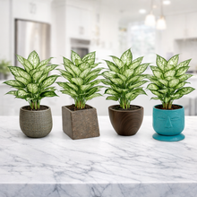 Aglaonema Plant with 4 Pots Set