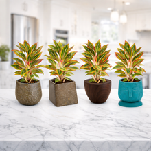 Aglaonema Plant with 4 Pots Set