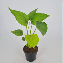 Alocasia Coculata Indoor Plant