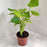 Alocasia Coculata Indoor Plant