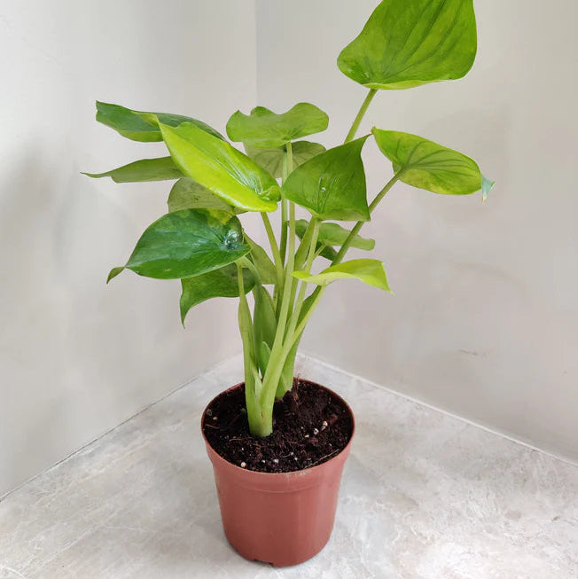 Alocasia Coculata Indoor Plant