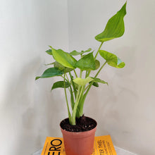 Alocasia Coculata Indoor Plant
