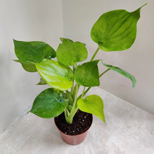 Alocasia Coculata Indoor Plant