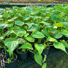 Alocasia Coculata Indoor Plant