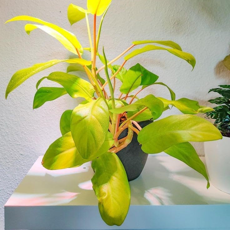 Philodendron Ceylon Golden Plant