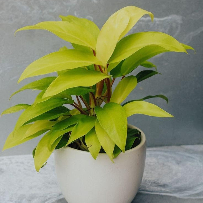 Philodendron Ceylon Golden Plant