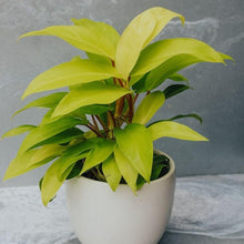 Philodendron Ceylon Golden Plant