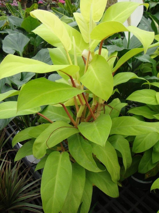 Philodendron Ceylon Golden Plant