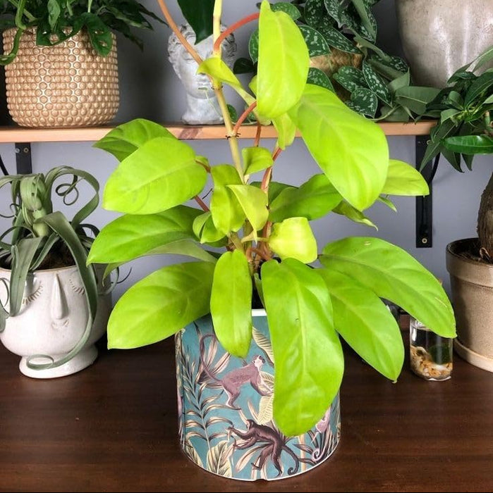 Philodendron Ceylon Golden Plant