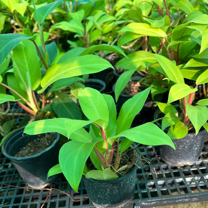 Philodendron Ceylon Golden Plant