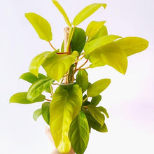 Philodendron Ceylon Golden Plant