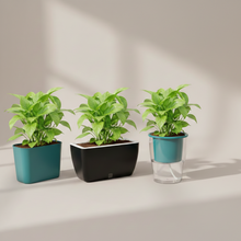 Cavender Clear Recta Pot (Set of 3) with Golden Money Plant