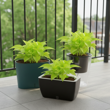 Cavender Clear Recta Pot (Set of 3) with Golden Money Plant