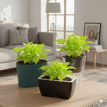 Cavender Clear Recta Pot (Set of 3) with Golden Money Plant