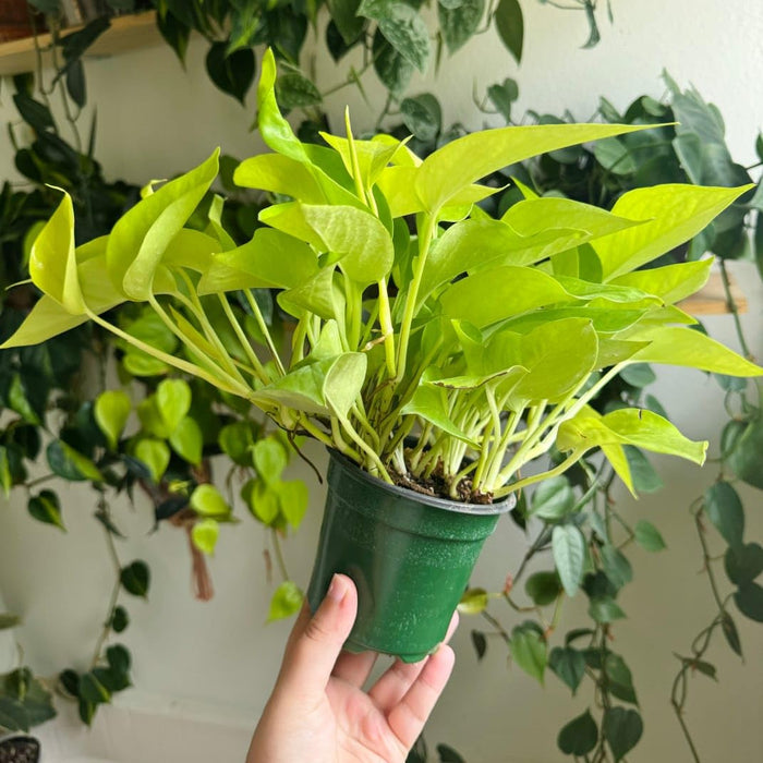 Money Plant Golden