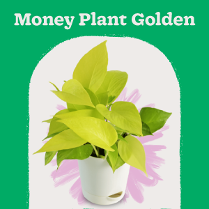 Money Plant Golden