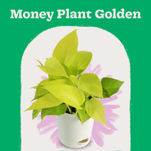 Money Plant Golden