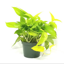 Money Plant Golden Combo with Eco, Cone, Recta Self-Watering & Oval Pots (4 Pots)