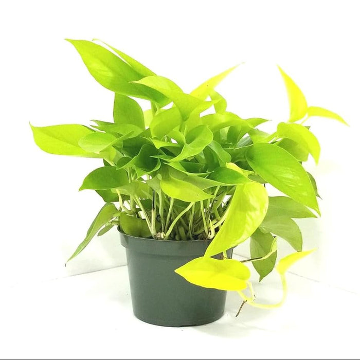 Money Plant Golden