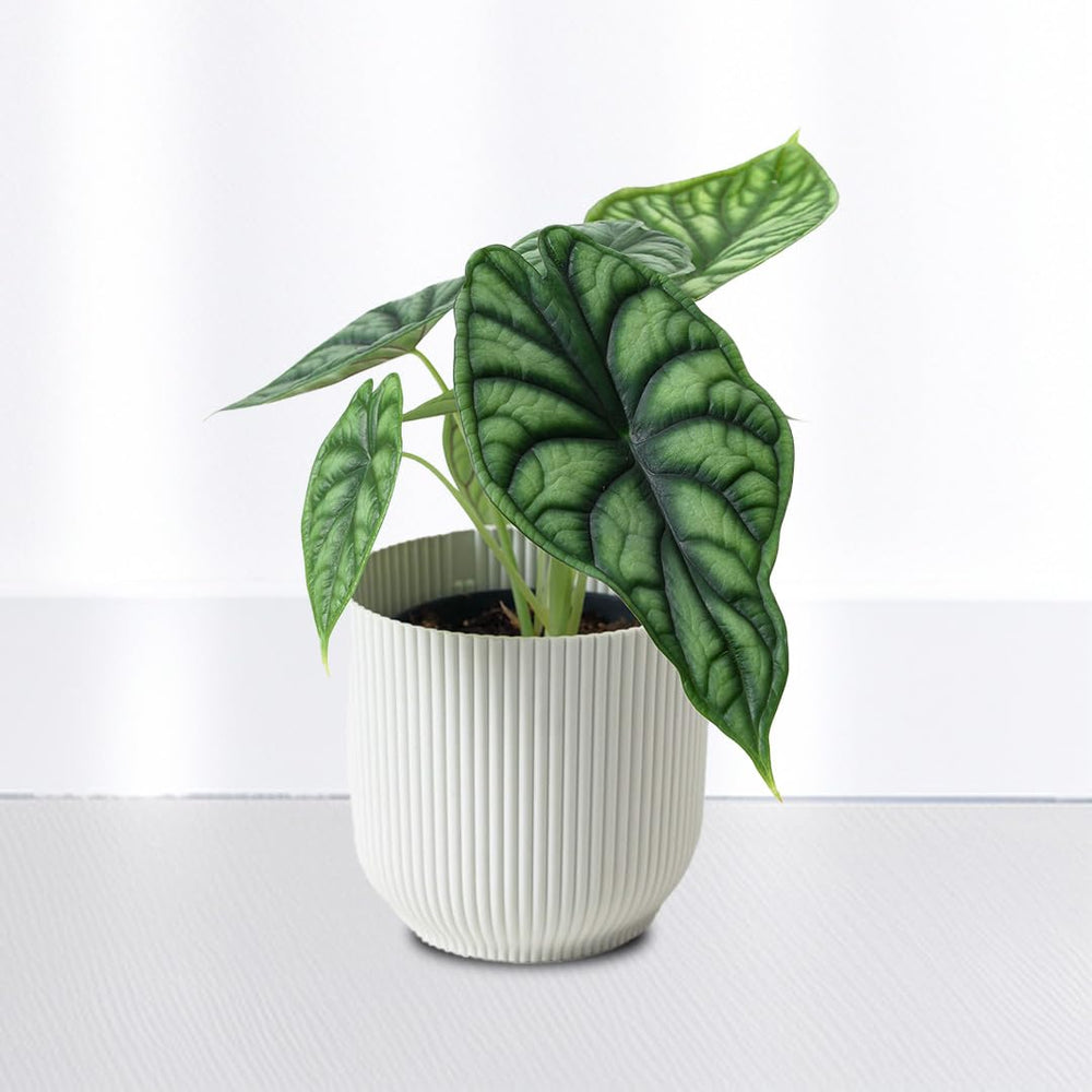 Alocasia Dragon Plant