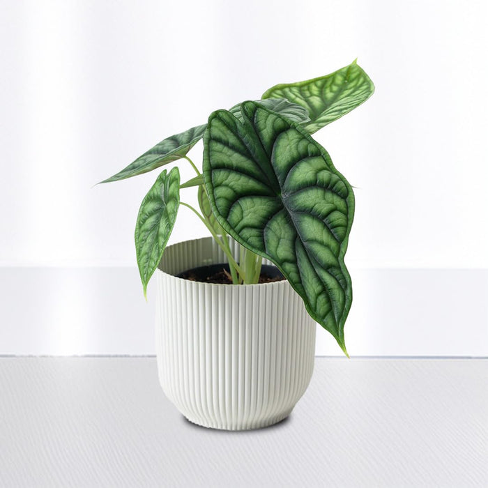 Alocasia Dragon Plant