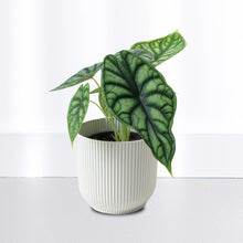 Alocasia Dragon Plant