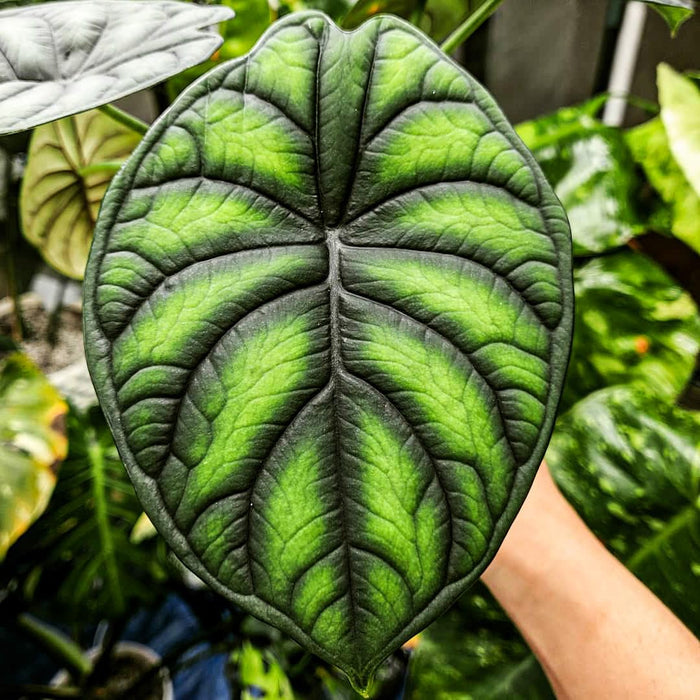 Alocasia Dragon Plant
