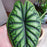 Alocasia Dragon Plant