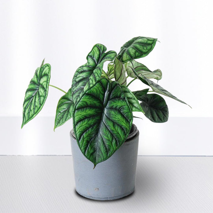 Alocasia Dragon Plant