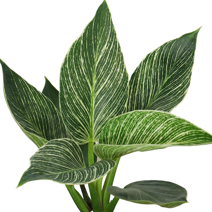 Philodendron Birkin Plant