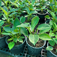 Philodendron Birkin Plant