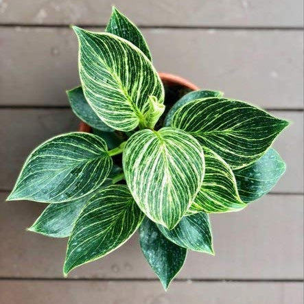 Philodendron Birkin Plant