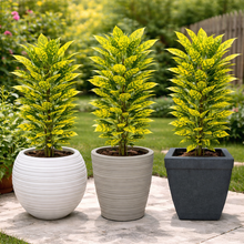 Roto Dove White Square Plant