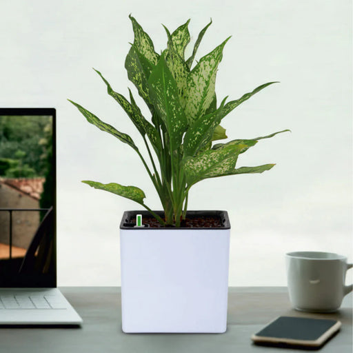 Columbus Self-Watering Planter