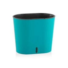 Cavender Clear Recta Pot (Set of 3) with Golden Money Plant