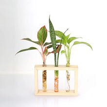 Test Tube Planter – TTP4 - 1 pc