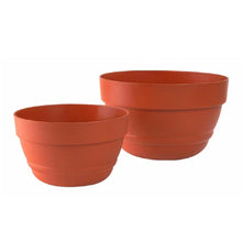 Red Machira Live Plant with 4 Designer Pots Combo (Set of 5)