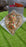 Leaf Shape Special Puja Thali (1 Pc / Mix Design)
