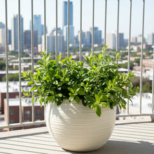 Red Machira Live Plant with 4 Designer Pots Combo (Set of 5)