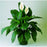 Peace Lily Plant