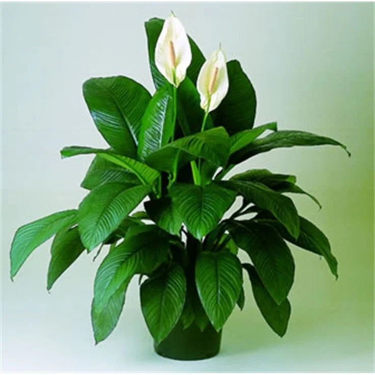 Peace Lily Plant