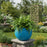 Jupiter Big Pot
