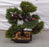 Artificial plant in a square pot with decorative look